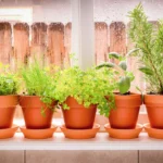 Growing Organic Herbs at Home for Health and Flavor