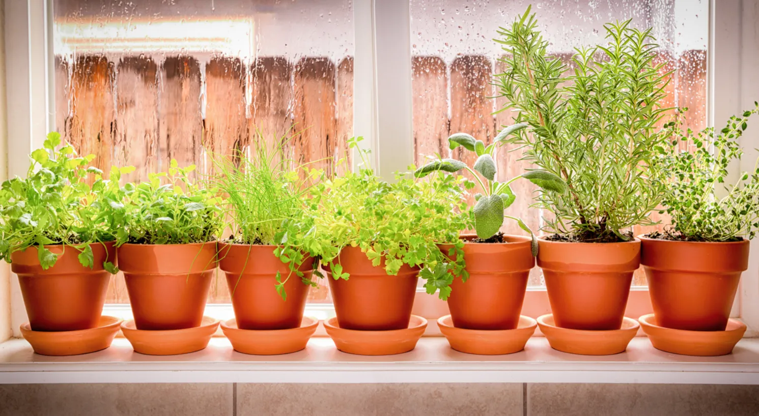 Growing Organic Herbs at Home for Health and Flavor